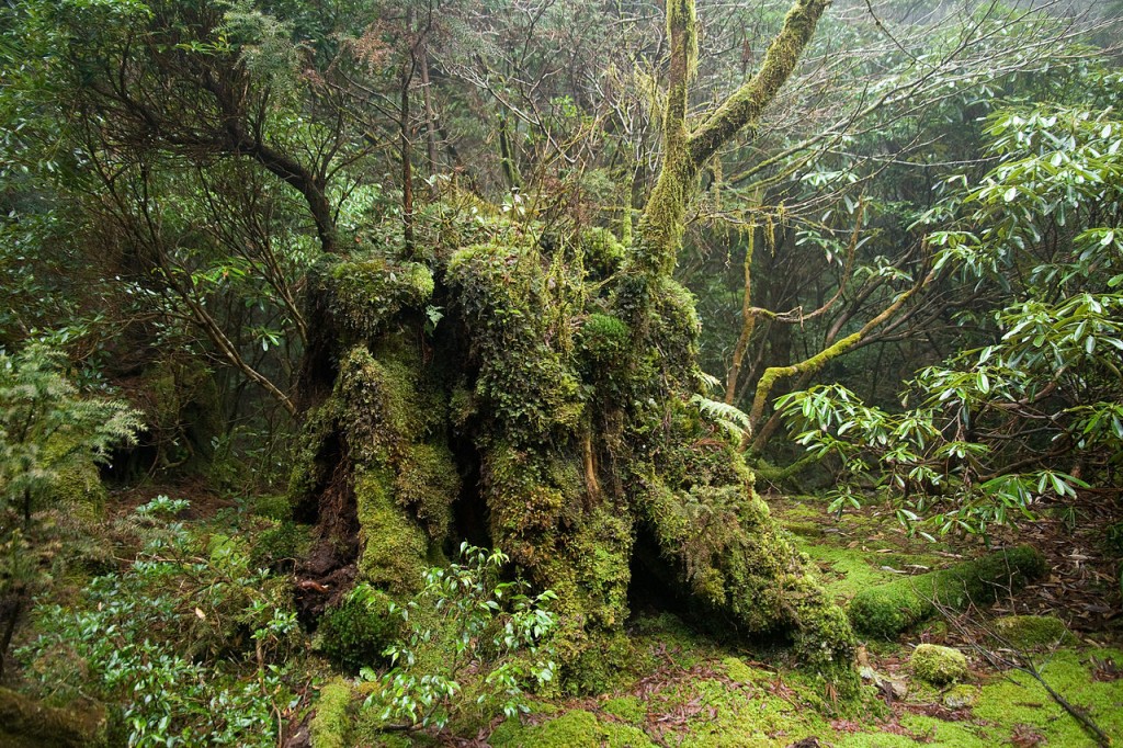 En forêt, à Yakushima - photo Σ64
