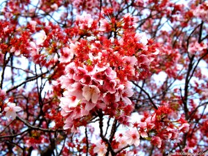 début de floraison au Shinjuku Gyoen