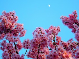 Les sakura et la lune à Marunouchi