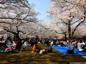 Hanami au Yoyogi koen