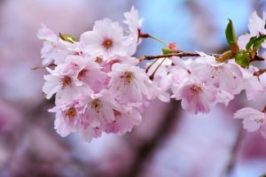 Fleurs de cerisier, sakura et impermanence des choses