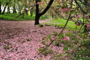 Fleurs de cerisier, sakura, fugacité des choses