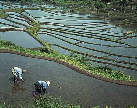 Agriculteur nippon