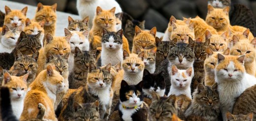 Chats, littérature et manga