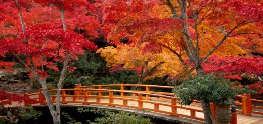 Le pont vermillon du parc Momijidani se fond dans le décors. Crédits photo: Alamy