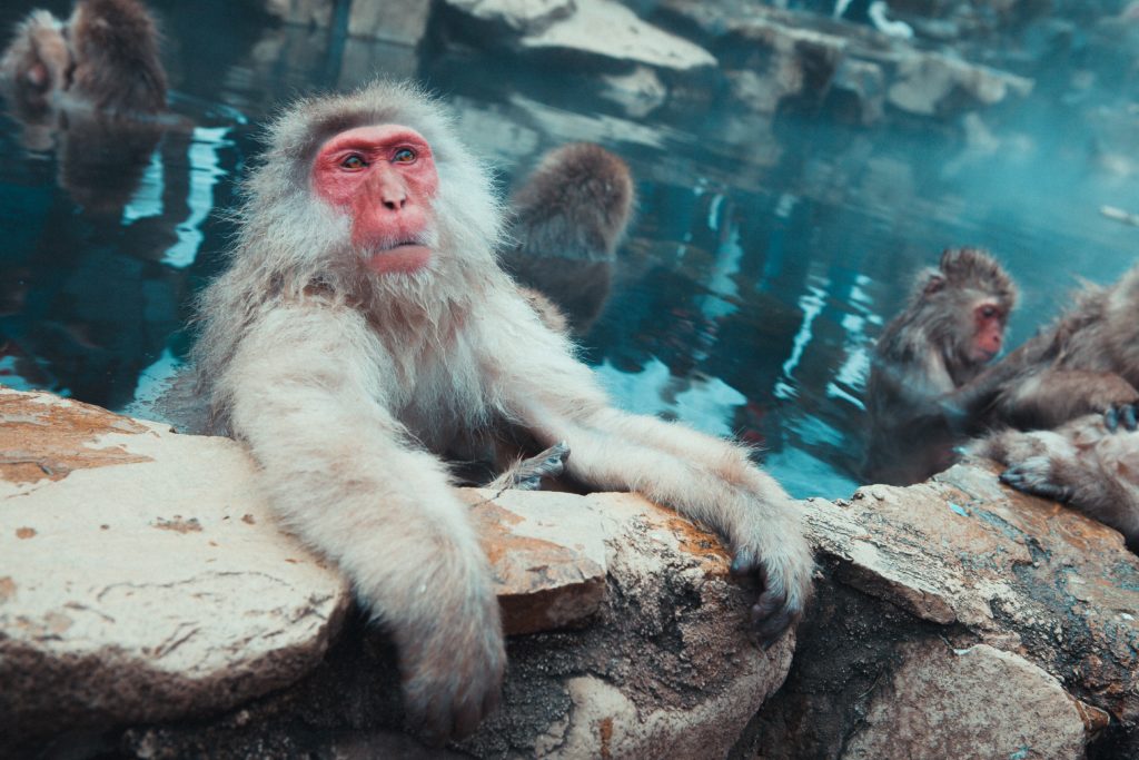 Singes prenant un bon bain chaud à Nagano - Photo de Jonathan Forage (Unsplash)