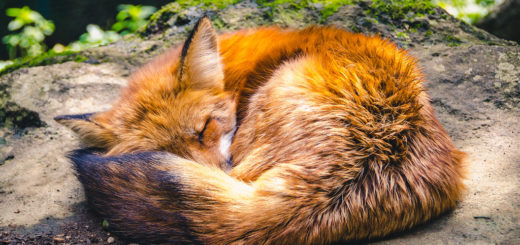 Miyagi renard village