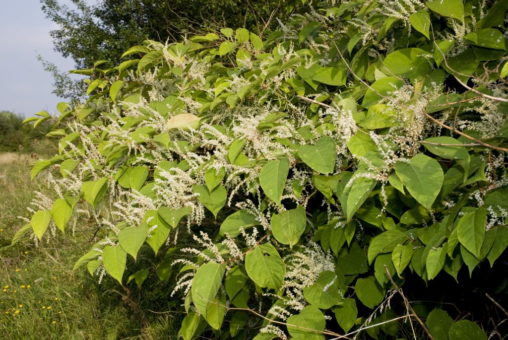 Reynoutria Japonica ou Renouée du Japon