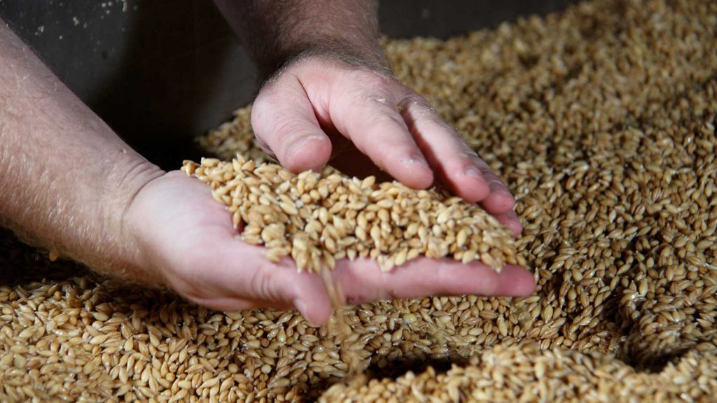 L'orge est le produit de base du whisky. Crédits: delicesdinitiers