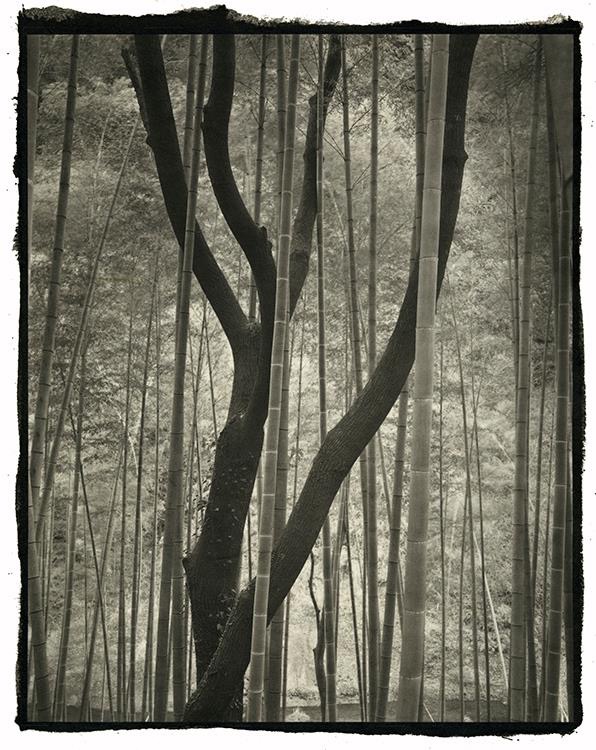 Photographie prise par Nobuyuki KOBAYASHI.