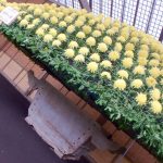 Calendrier de l'avant - Japon-5