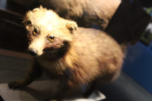 Le chien viverrin connu sous le nom de Tanuki