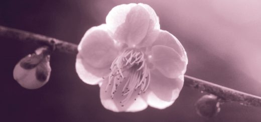 Poésie japonaise Ryokan