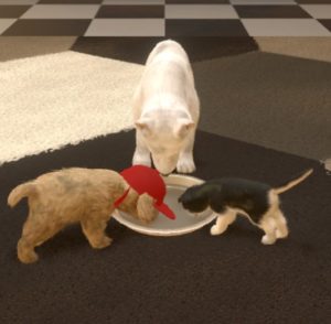 Donner à boire à ses animaux dans Little Friends