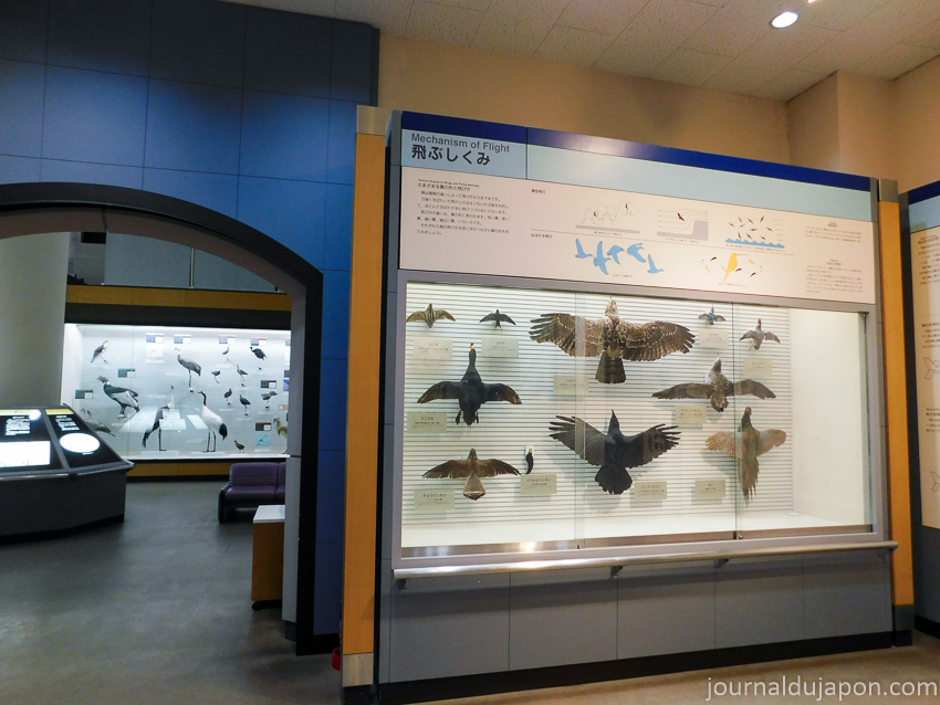 04 Musée des oiseaux