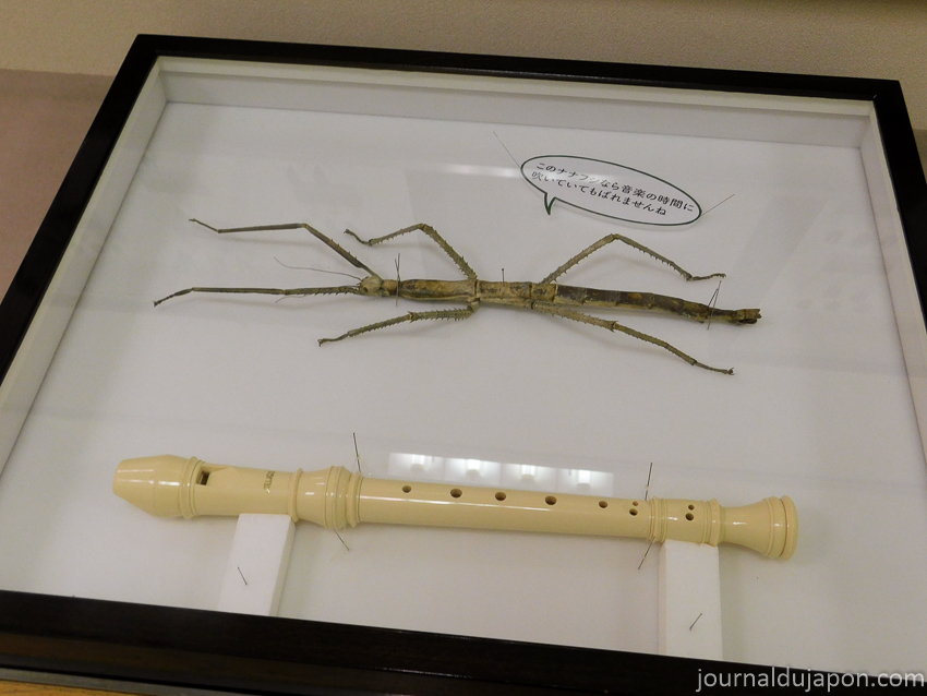 14 Minoh Park Insectarium