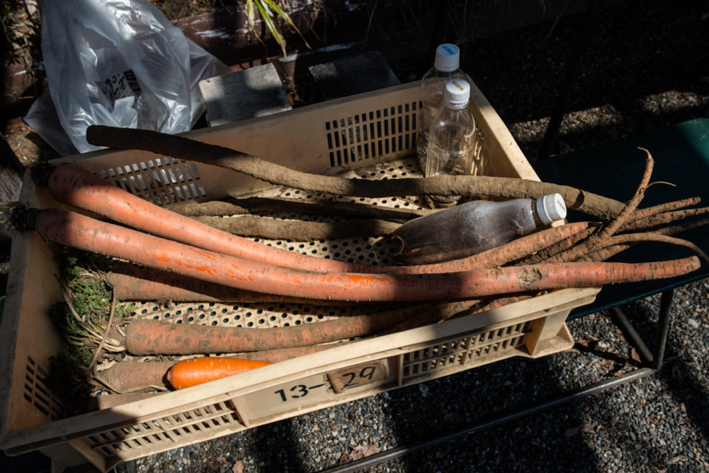 La carotte longue d'Otsuka, utilisée de mille façons. Crédits photo : Pascal Voglimacci ©journaldujapon.com – Tous droits réservés.