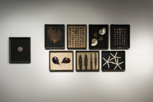 Différentes oeuvres sur le thème marin de Toshimasa Kikuchi