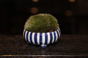 Un mini bonsaï pour Bonsaï Couture