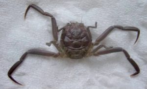 Heikegani (Heikeopsis japonica)