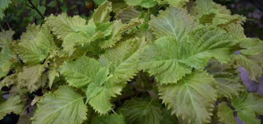 Ao shiso