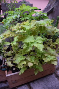 Cultiver soi même son shiso