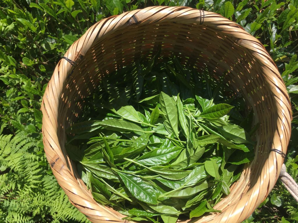 Récolte de thé japonais