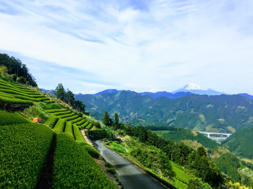 Champs de thé au Japon