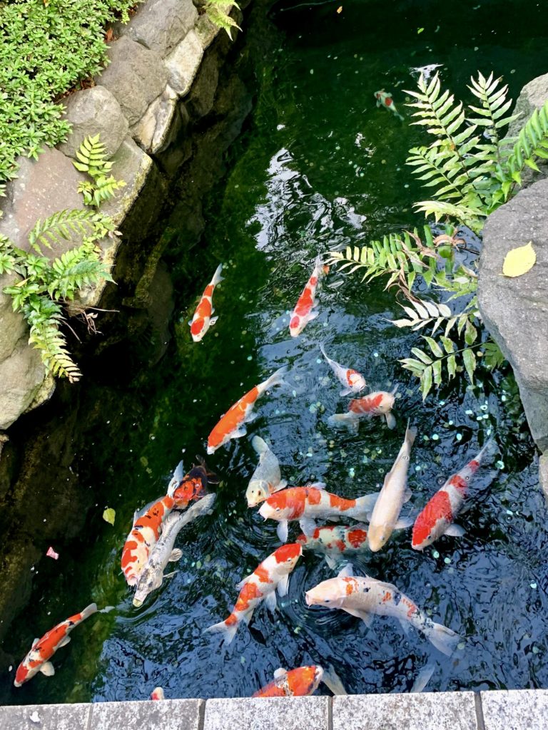 Carpes koi, Senso-ji, Tokyo