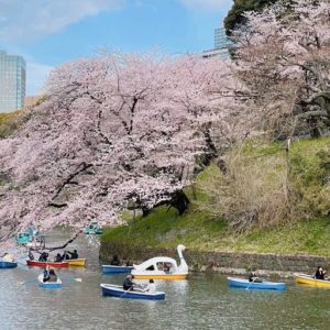 printemps, sakura : photo de Kaila