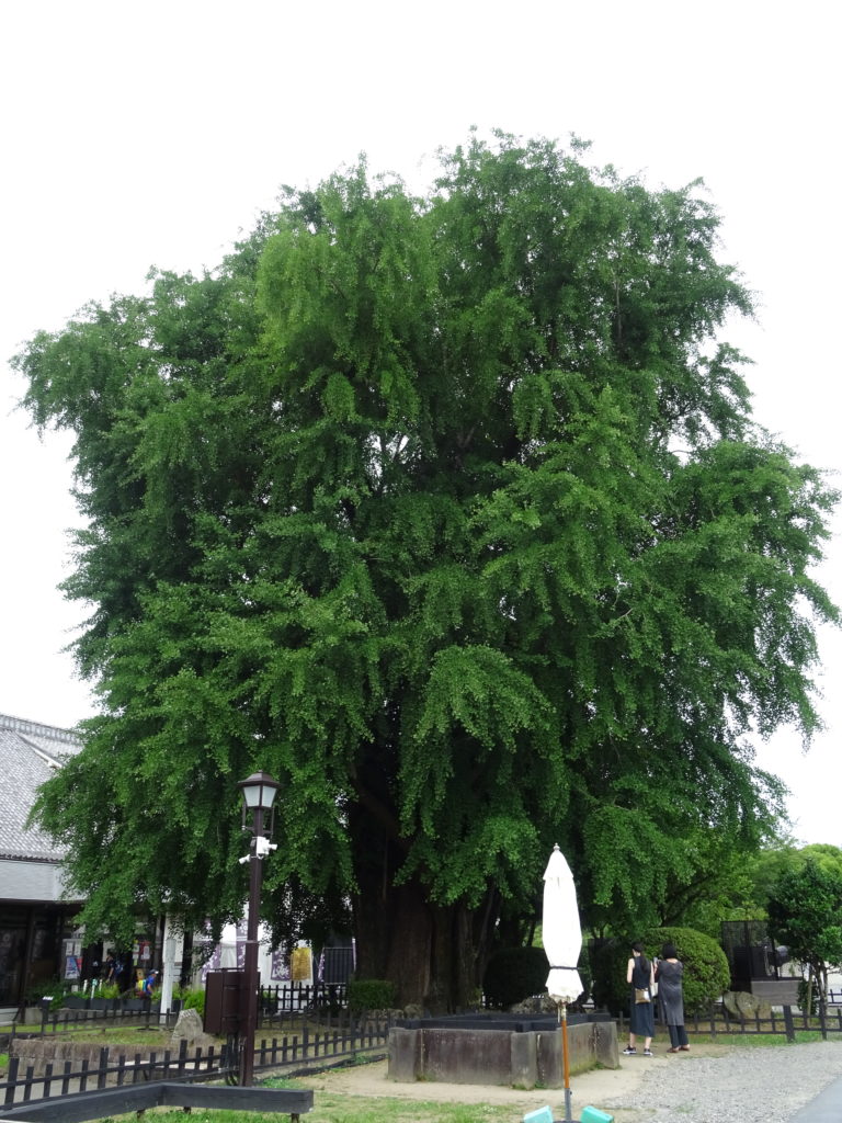 Grand ginko du château.