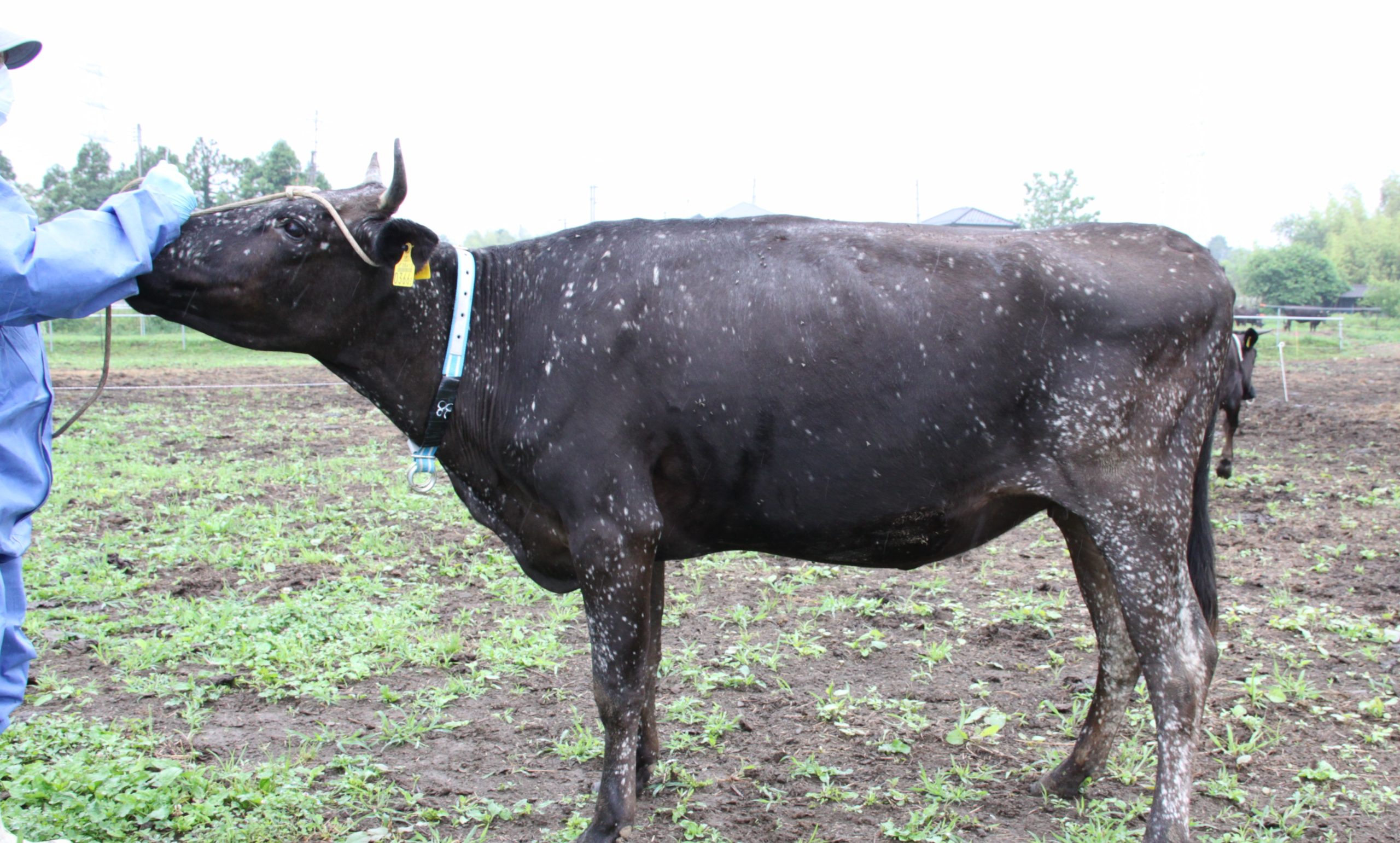 Vache malade, Mon Troupeau irradié, fukushima, accident nucléaire