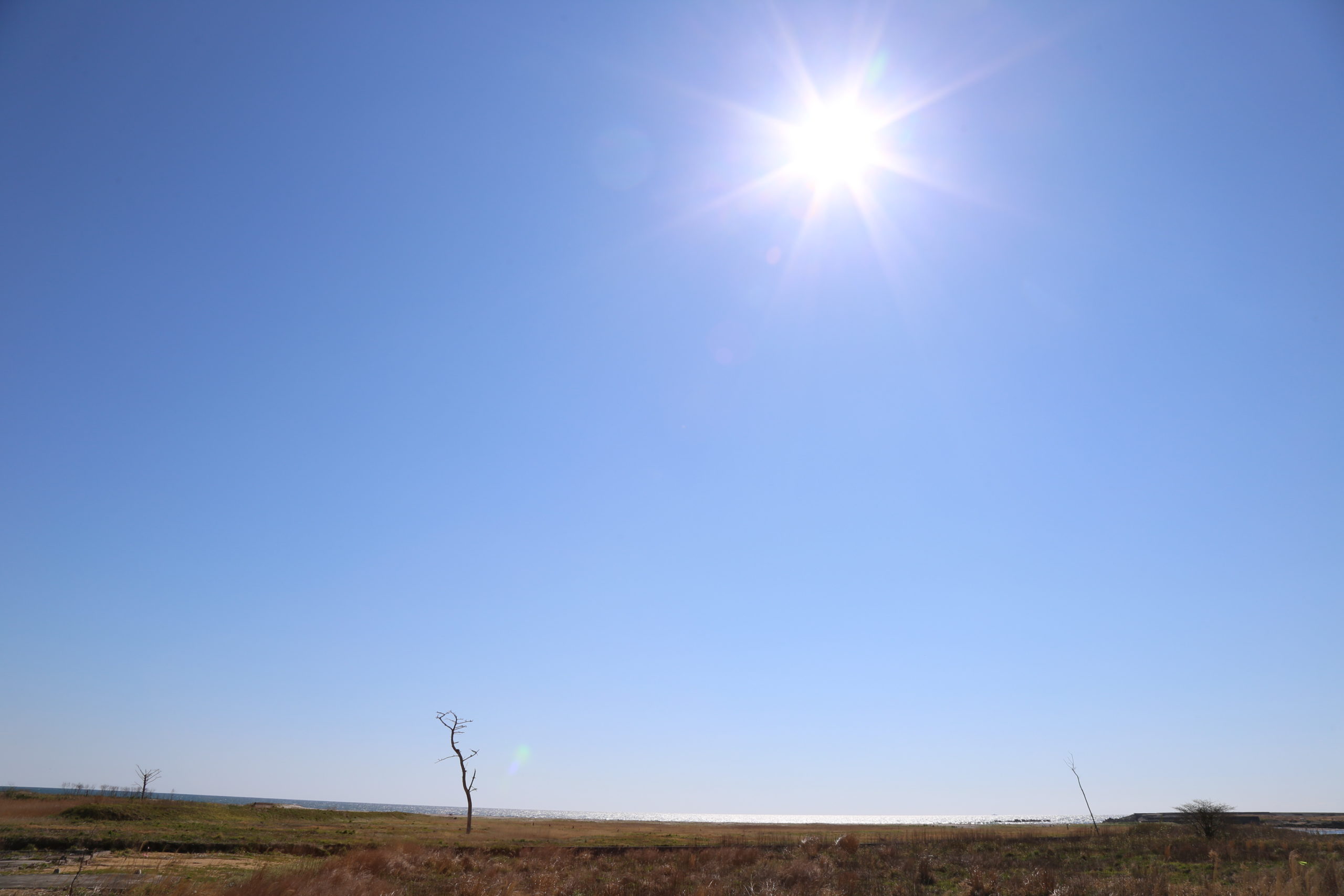 Mon troupeau irradié, désolé, fukushima, tsunami