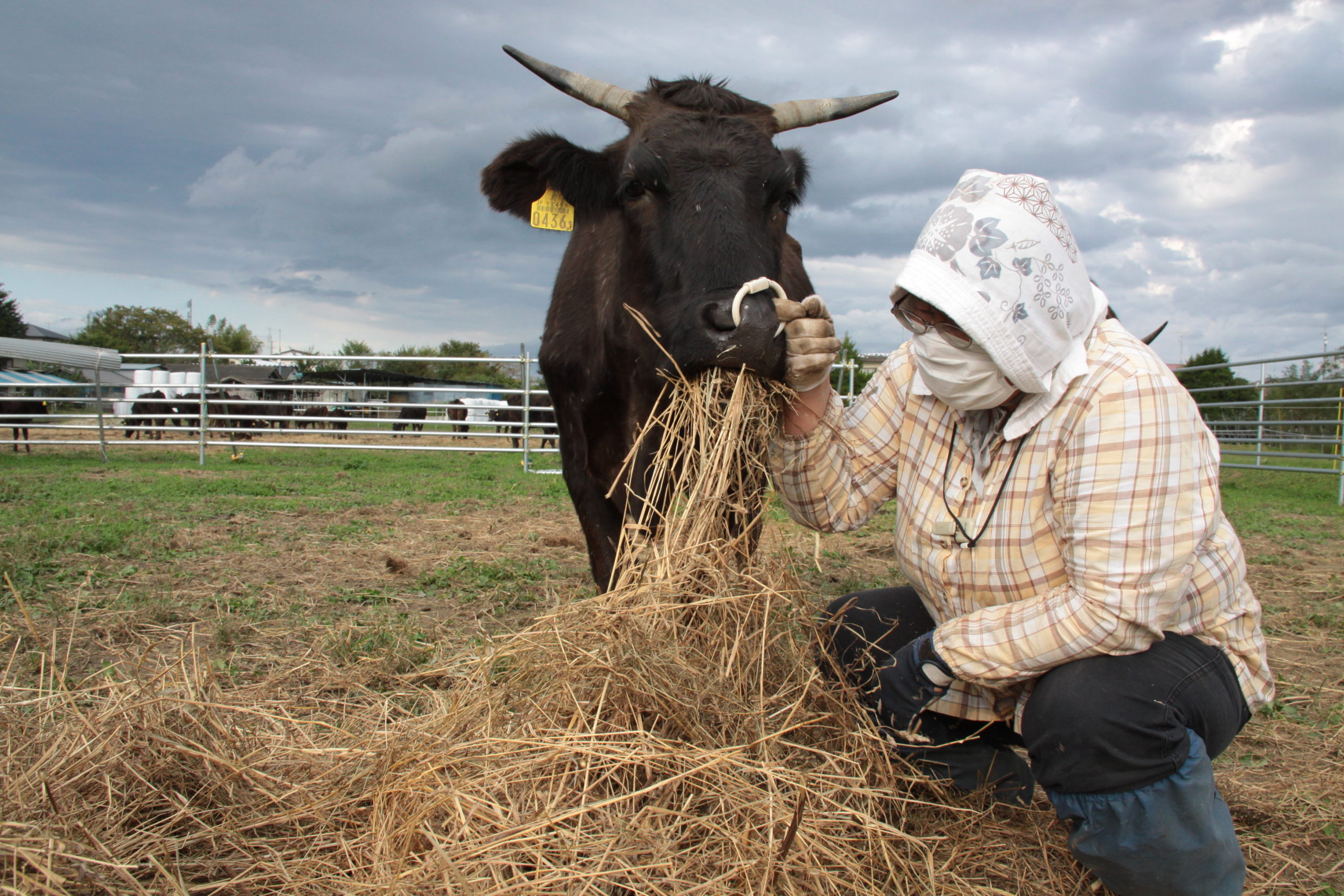 Vache, Mon troupeau irradié, documentaire, Fukushima