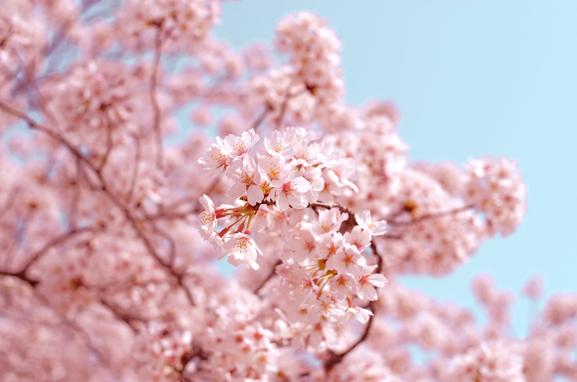 La floraison des cerisiers au Japon s'ouvre bientôt !
