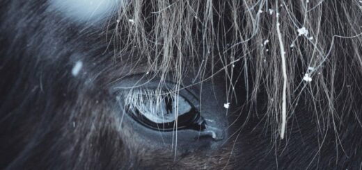 Image de UNE pour l'article littérature sur Hokkaido