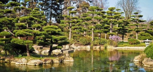 Jardin Japonais