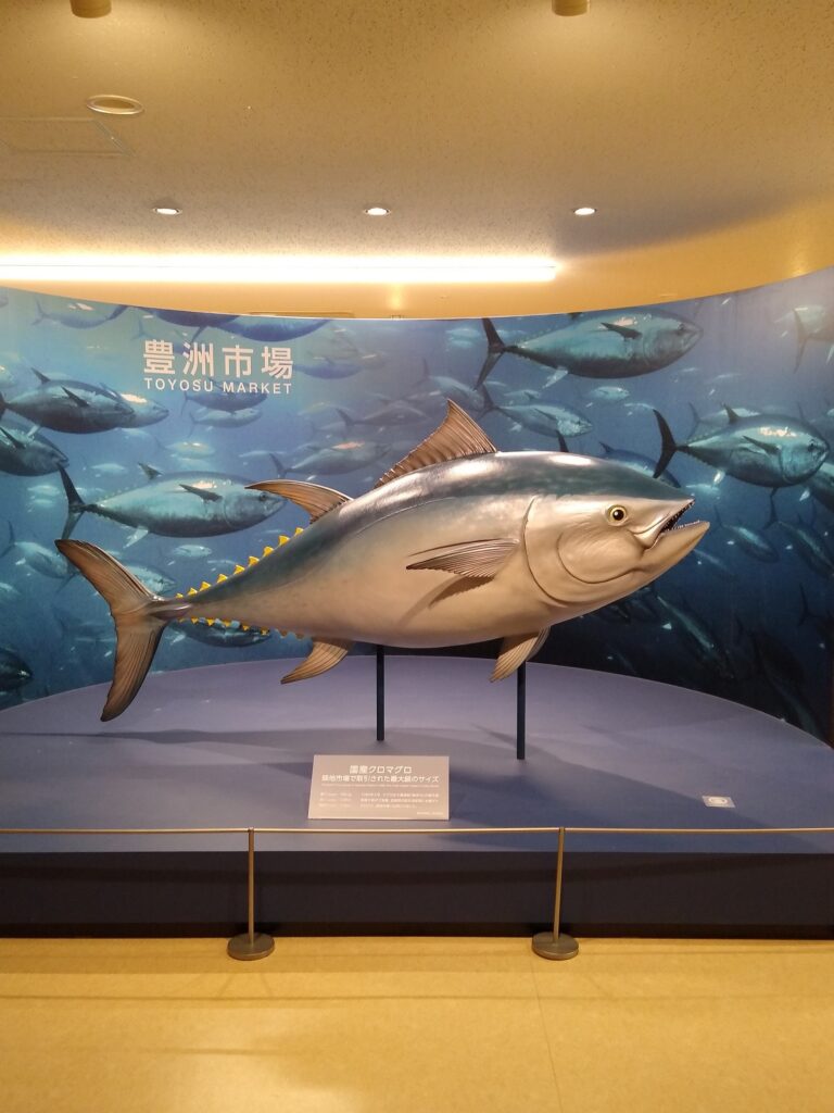 Modèle grandeur nature d'un thon au centre d'un espace d'exposition sur un fond bleu représentant l'océan