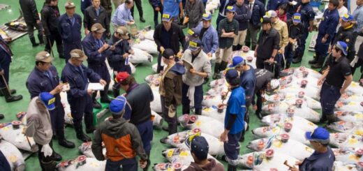 Une foule inspecte des poissons alignés sur le sol