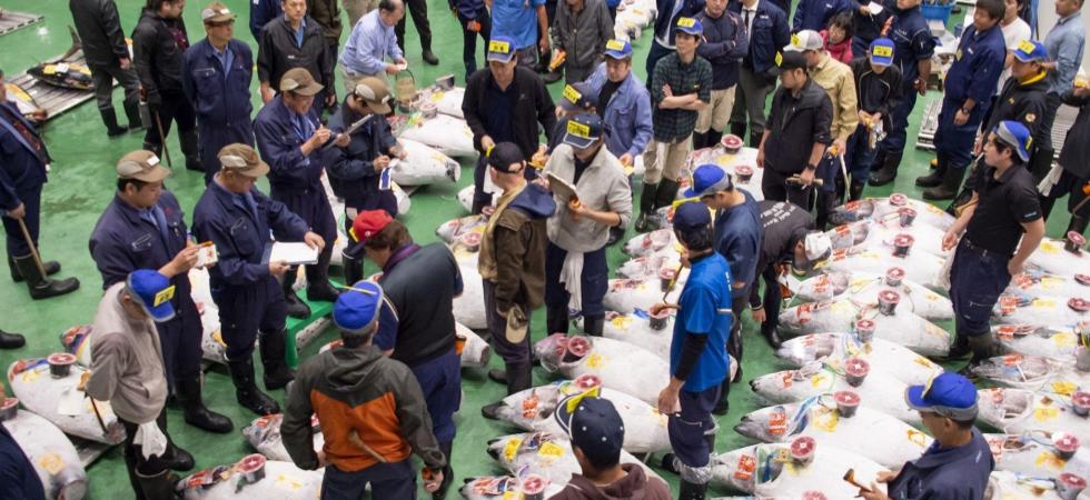 Une foule inspecte des poissons alignés sur le sol