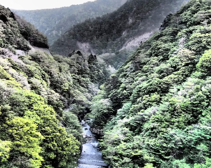 Paysage forestier. Au centre, un barrage hydraulique.