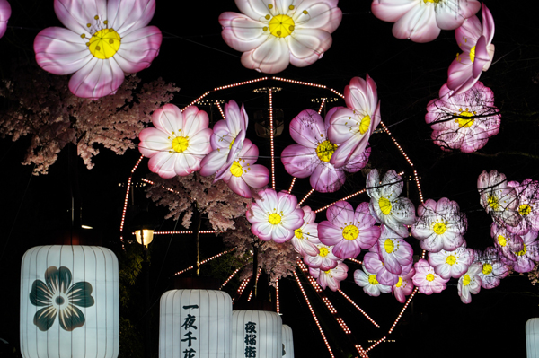 À gauche : Une entrée sous les cerisiers, L'Empire des Traditions ©Rokusan.fr pour Journal du Japon