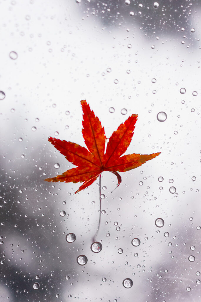 Feuille d'érable rouge sur un parapluie mouillé