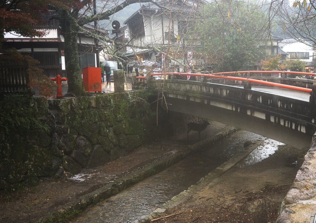 Cerf réfugié sous un pont rouge vermillon à Miyajima