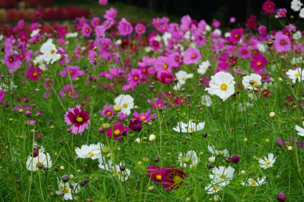 Tsurumi Ryokuchi Osaka