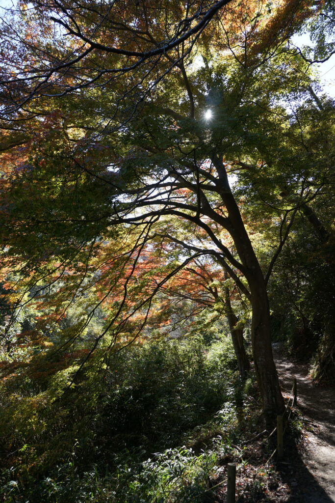 Parc Hoshida  ©Sophie Voltzenlogel