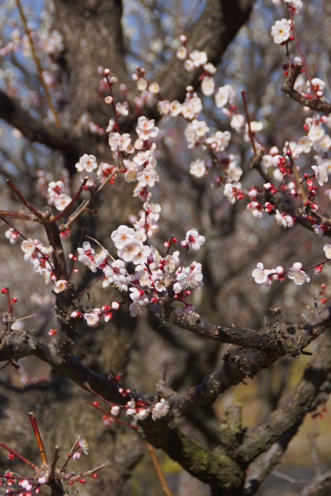 Banpaku Kinen Kôen prunier en fleur