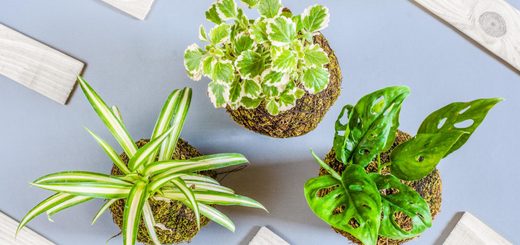 Kokedama