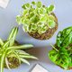 Kokedama