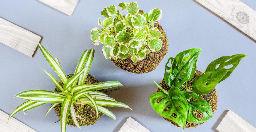 Plusieurs kokedama de variétés différentes vus de dessus, DR